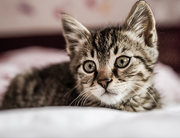 Kitten on bed looking up
