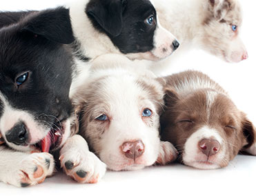 Puppies playing together